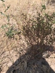 Hesperolinon micranthum