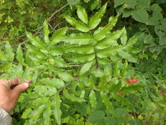 Sorbus sambucifolia