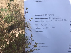 Hesperolinon micranthum