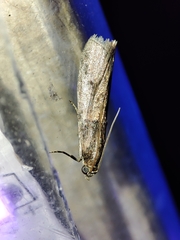 Acrobasis bithynella