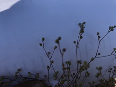 Hesperolinon micranthum