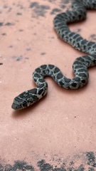 Hemorrhois hippocrepis