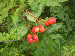 Sorbus sambucifolia