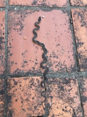 Hemorrhois hippocrepis