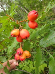 Sorbus sambucifolia