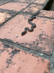 Hemorrhois hippocrepis