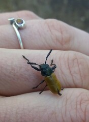 Labidostomis