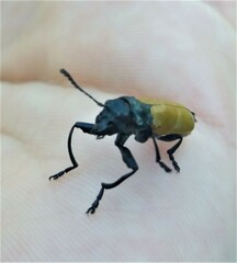 Labidostomis