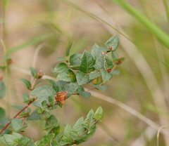 Platylobium obtusangulum