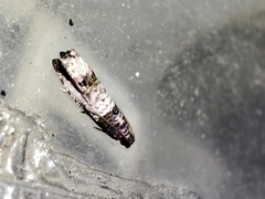 Notocelia incarnatana