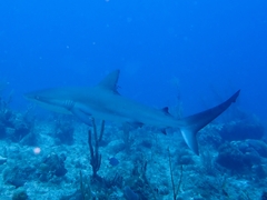Carcharhinus perezii