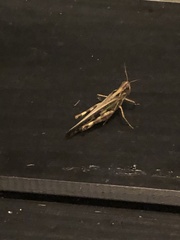 Aiolopus thalassinus tamulus