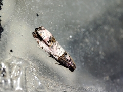 Notocelia incarnatana