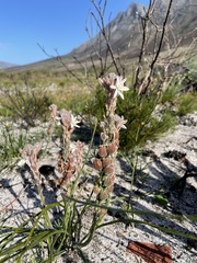 Trachyandra hirsutiflora
