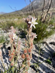 Trachyandra hirsutiflora