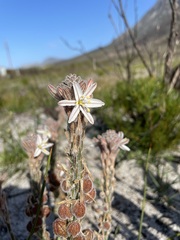 Trachyandra hirsutiflora