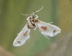 Leucinodes