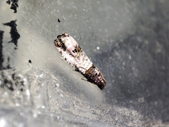 Notocelia incarnatana