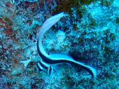Eques punctatus