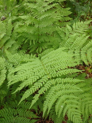 Dryopteris carthusiana