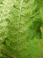 Dryopteris carthusiana