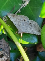 Anticarsia gemmatalis
