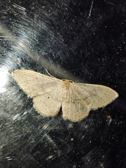 Idaea eugeniata