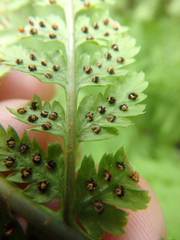 Dryopteris carthusiana