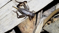 Loxoblemmus