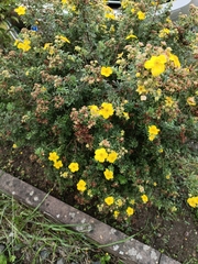 Dasiphora fruticosa