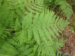 Dryopteris carthusiana