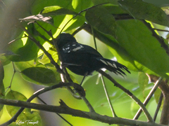 Microrhopias quixensis