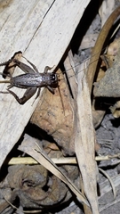 Loxoblemmus