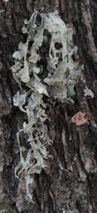 Ramalina leptocarpha
