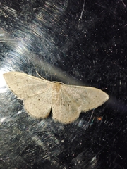 Idaea eugeniata