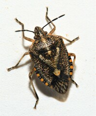 Agonoscelis puberula