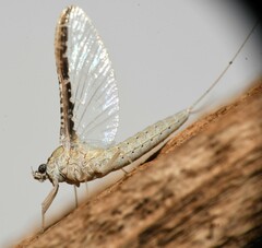 Callibaetis fluctuans