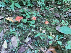 Russula rosacea