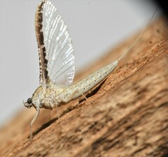 Callibaetis fluctuans