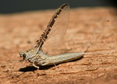 Callibaetis fluctuans