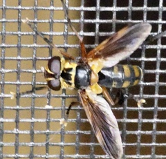 Trichopoda plumipes