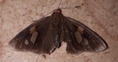 Erionota torus