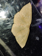 Cyclophora puppillaria