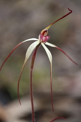 Caladenia fulva