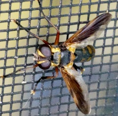 Trichopoda plumipes
