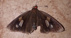 Erionota torus