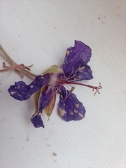 Geranium pratense