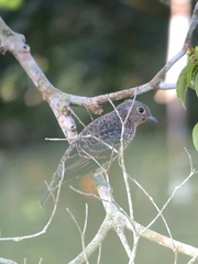 Cotinga nattererii