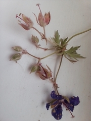 Geranium pratense