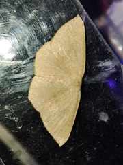 Cyclophora puppillaria